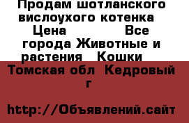 Продам шотланского вислоухого котенка › Цена ­ 10 000 - Все города Животные и растения » Кошки   . Томская обл.,Кедровый г.